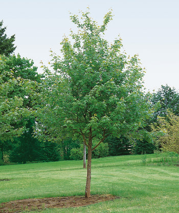 Rocky Mountain Glow Maple planted in a landscape, pyramidal growing habitat covered in green lobed leaves