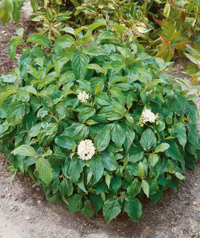Kelsey's Red Twig Dogwood planted in a landscape, round growing shrub with dark green conical shaped leaves and round clusters of small white flowers