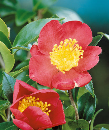 Close up of Yuletide Camellia, red flowers with yellow centers emerging from dark green waxy looking foliage