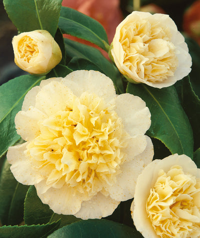 Close up of Jury's Yellow Camellia, Pale yellow flowers emerging from dark green waxy looking foliage