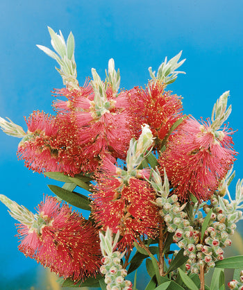 Close up of Red Clusters Bottle Brush, lots of small thin redish-pink flowers emerge from light green buds resembling a bottle brush, with thin narrow evergreen foliage