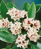 Close up of Variegated Winter Daphne, Small pink to white flowers emerging from shiny green conical shaped leaves with yellow edges