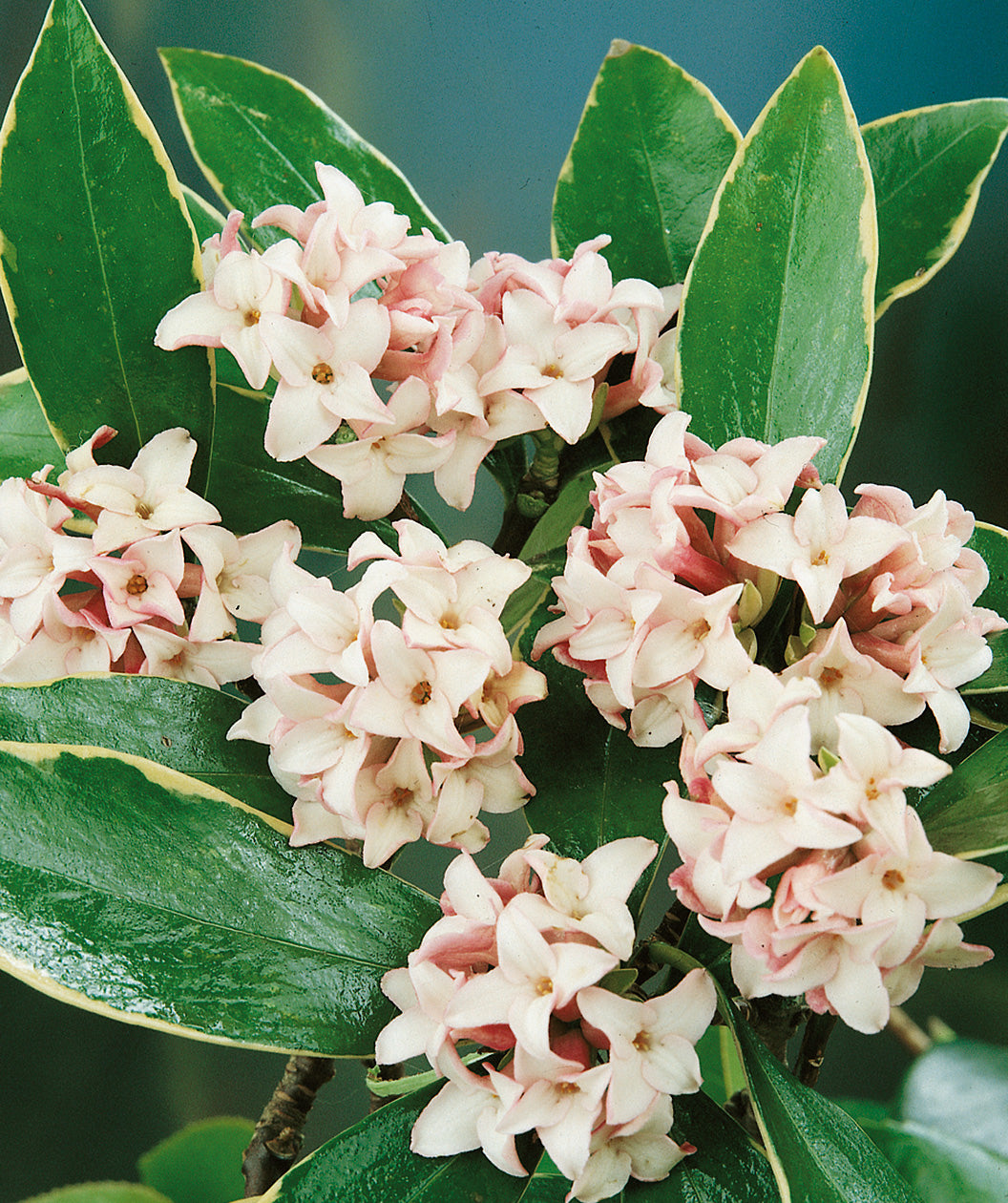 Close up of Variegated Winter Daphne, Small pink to white flowers emerging from shiny green conical shaped leaves with yellow edges