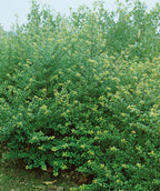 Convex Japanese Holly planted in a landscape, small shiny green foliage on this evergreen shrub