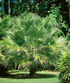 Chinese Fan Palm planted in a landscape, long fronds with green foliage