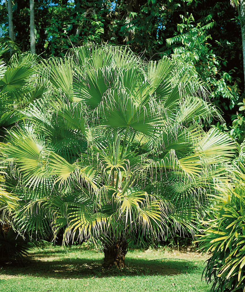purple palm flores bonsai chinese fan evergreen tree Chinese Fan Palm