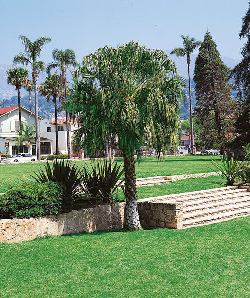 fan palm plant outdoor Chinese Fan Palm