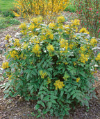 Oregon Grape Mahonia planted in a landscape, various clusters of small bright yellow flowers emerging from dark green serrated leaves