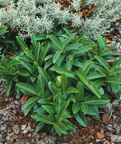 Mount Vernon English Laurel planted in a landscape, shrub with long narrow green oval shaped leaves