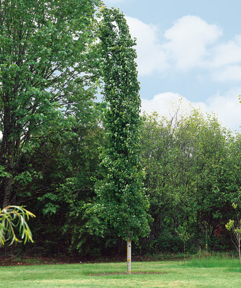Columnar Swedish Aspen growing in a landscape, tall upright growing tree with round dark green leaves with white bark