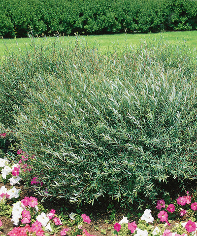 Dwarf Arctic Willow planted in a landscape, long wispy branches covered in long thin green foliage