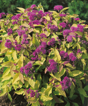 Close up of Goldflame Spirea foliage, Small clusters of small fuzzy purple colored flowers emerging from a pale green to yellow colored conical shaped foliage