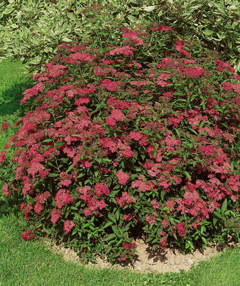 Anthony Waterer Spirea planted in a landscape, lots of clusters of small fuzzy dark pink flowers emerging from long green conical shaped foliage on a round growing shrub