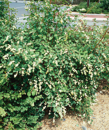 Common Snowberry planted in a landscape, small white berries emerging from small round green foliage