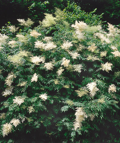 False Spirea planted in a landscape, large plumes of small white flowers emerging from dark green foliage