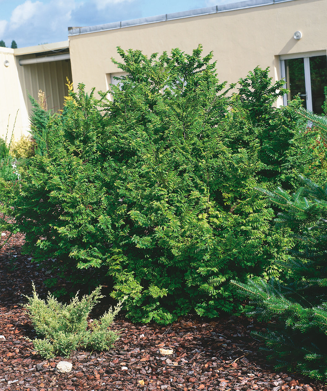 Jacqueline Hillier Holland Elm planted in a landscape, branches covered in green conical shaped leaves with serrated edges