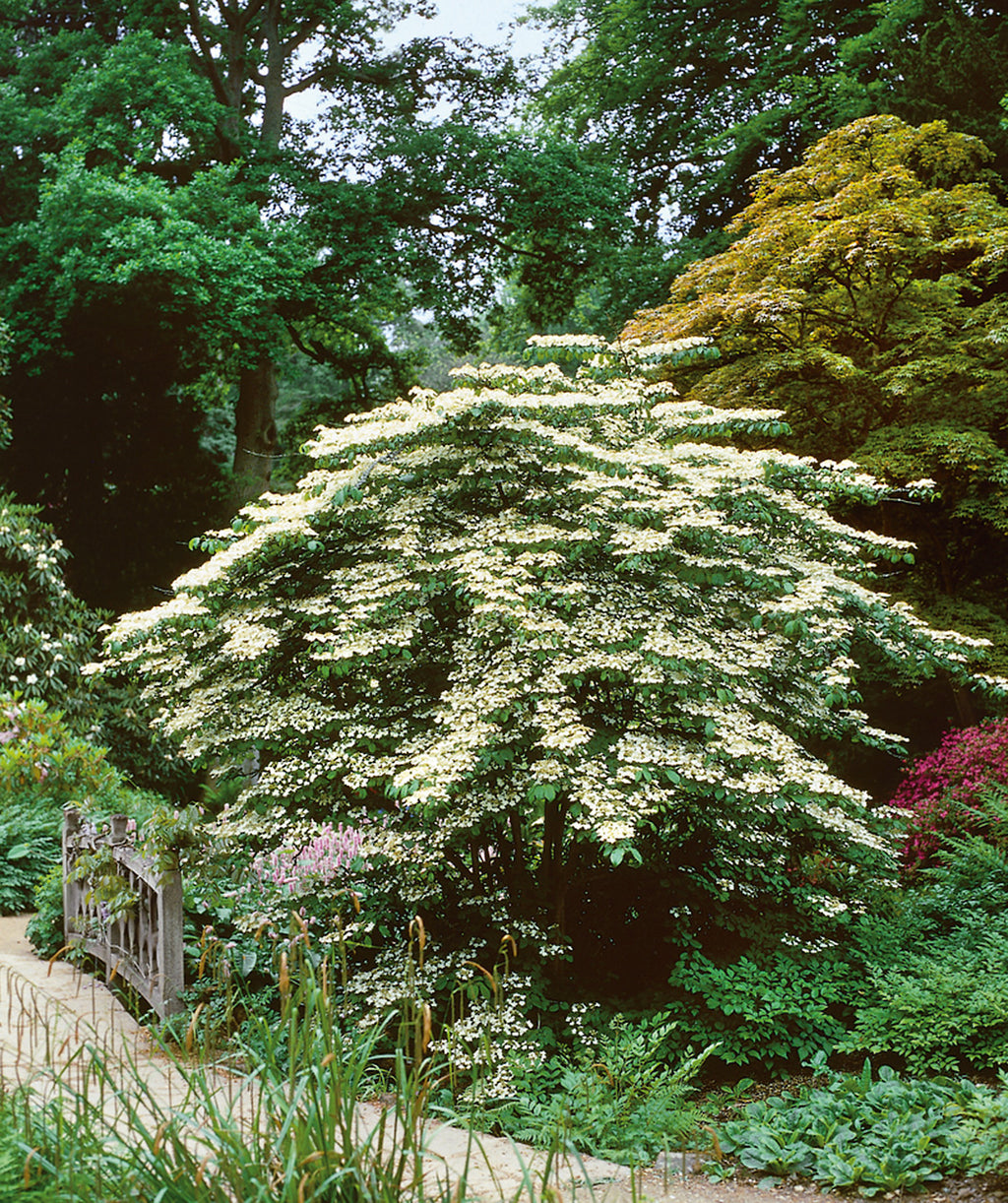 Marie's Doublefile Viburnum planted in a landscape, lots of small white flowers with green conical shaped foliage