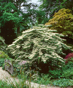 Marie's Doublefile Viburnum planted in a landscape, lots of small white flowers with green conical shaped foliage