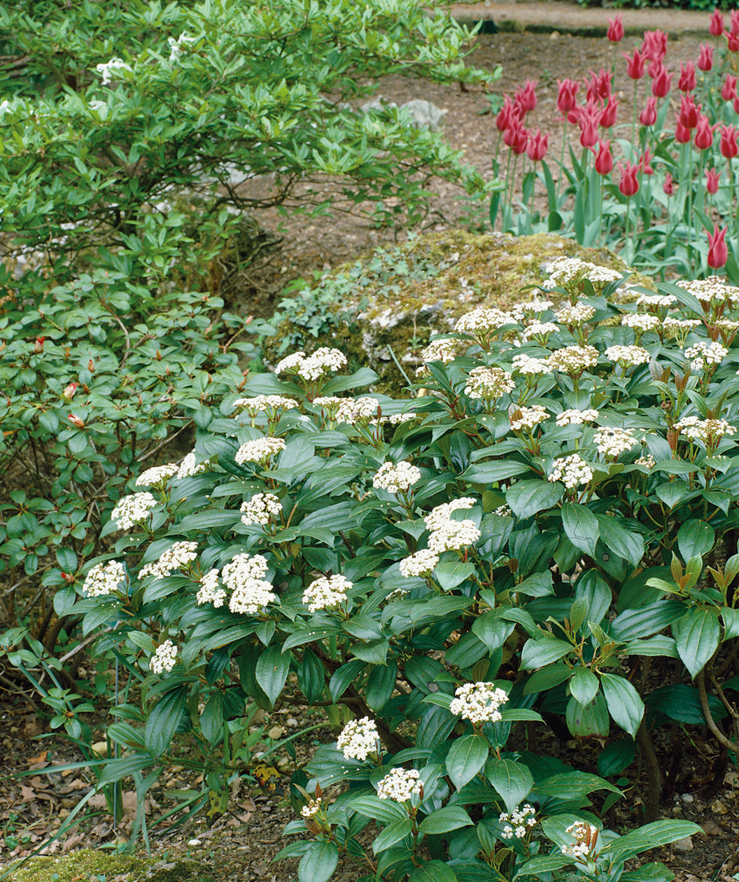 David Viburnum