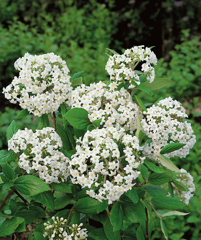 Close up of Burkwood Viburnum flowers and foliage, small rounded clusters of small white tubular flowers emerging from dark green conical shaped foliage