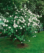 Koreanspice Viburnum planted in a landscape, various rounded clusters of small white flowers emerging from conical shaped green foliage