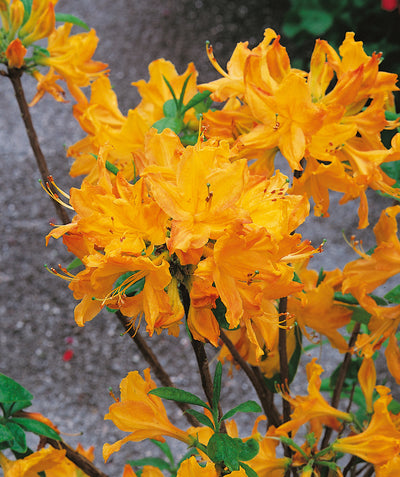 Close up of Golden Lights Deciduous Azalea, lots of medium sized golden yellow colored flowers with small green foliage