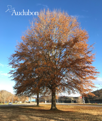 Audubon Native Willow Oak tree in full fall bronze color located in a public park