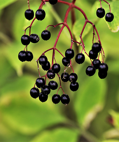 Adam Elderberry berries