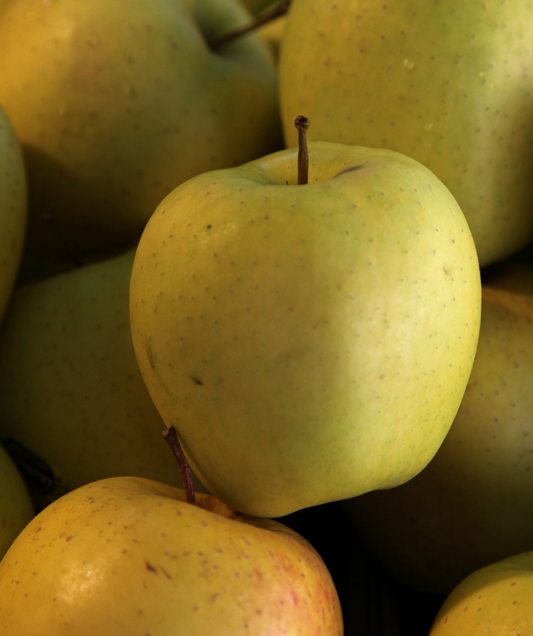 Goldrush® Apple Bare Root