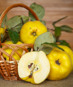 Champion Common Quince white fleshed, yellow-skinned fruit on a table, ripe for eating