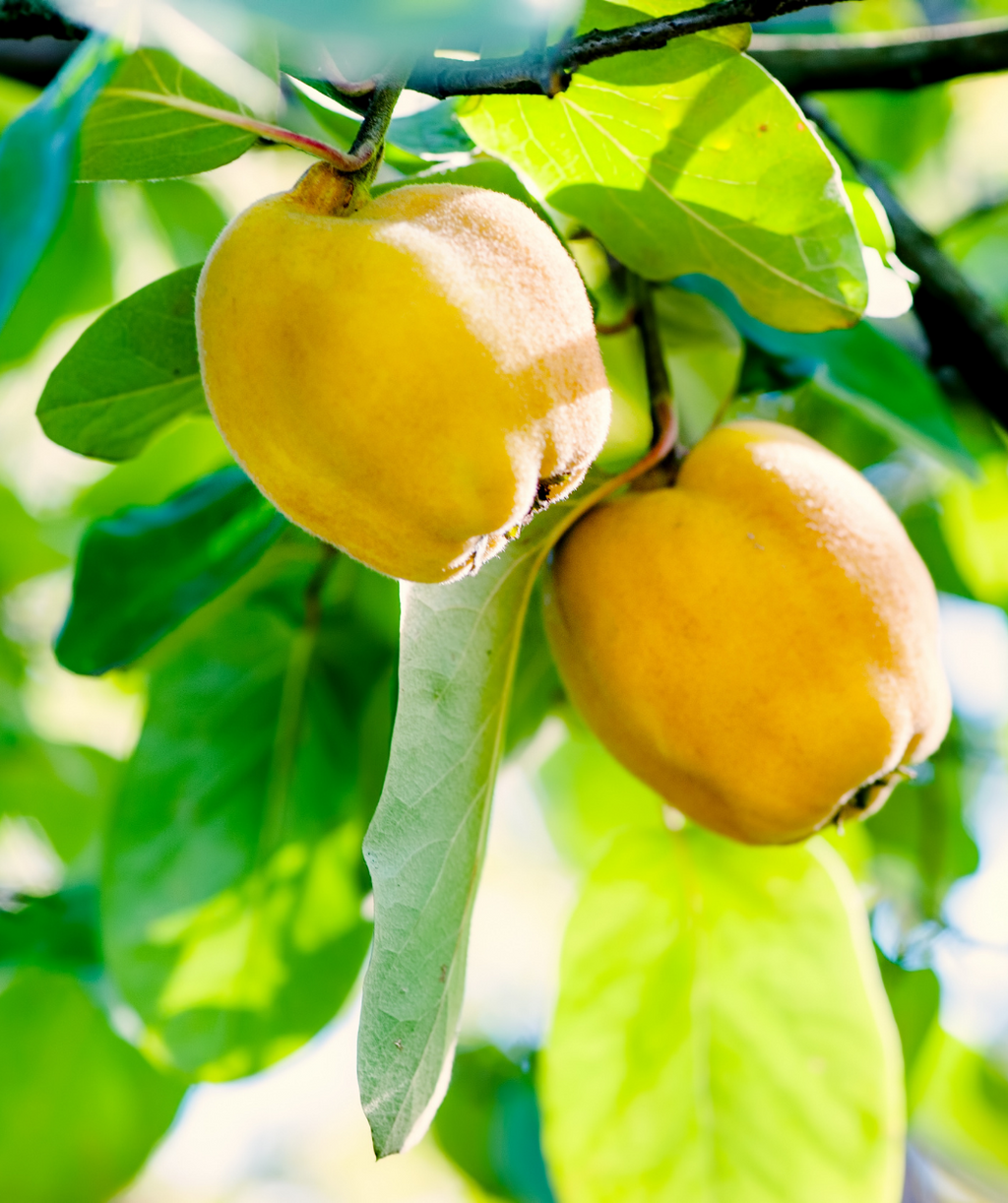 Champion Common Quince yellow fruit hanging off of tree with the green leaves in the background