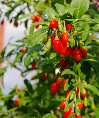 A closeup of the red oval berries of the Goji Berry growing on branch with deep green leaves surrounding them