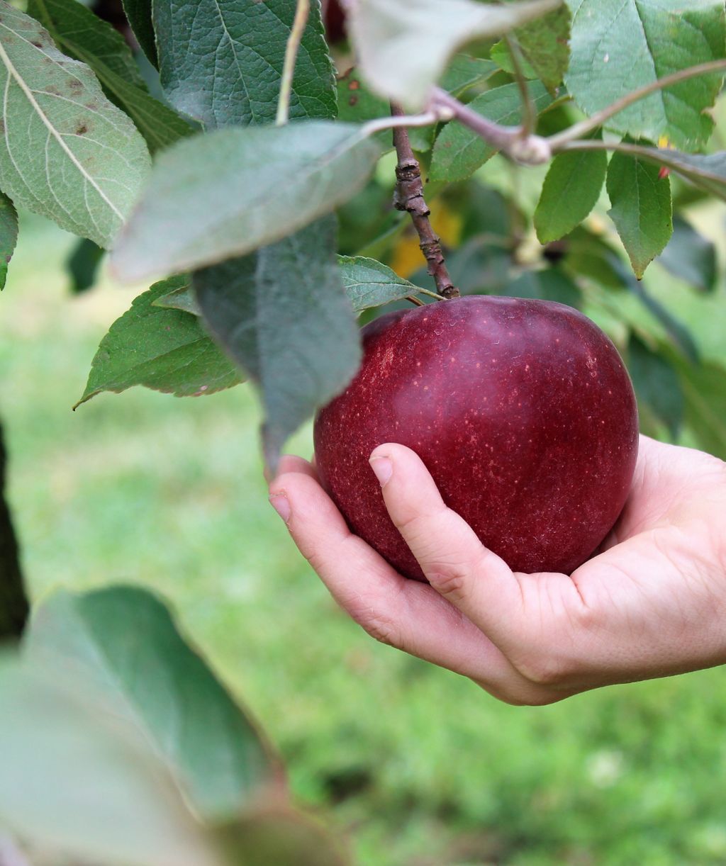 The dark red apple about the Chrisolyn Jonathan Apple tree surrounded by green leaves, resting in the palm of a human hand