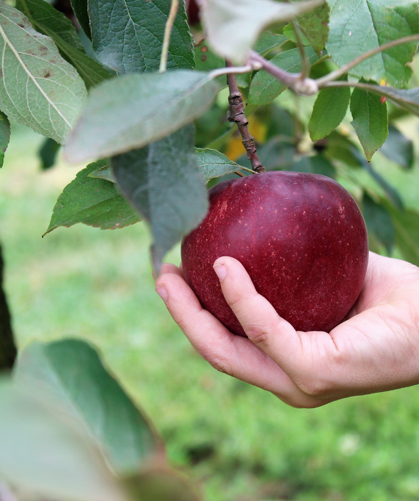 Honeycrisp Apple Tree For Sale - 4-5ft Bareroot Organic