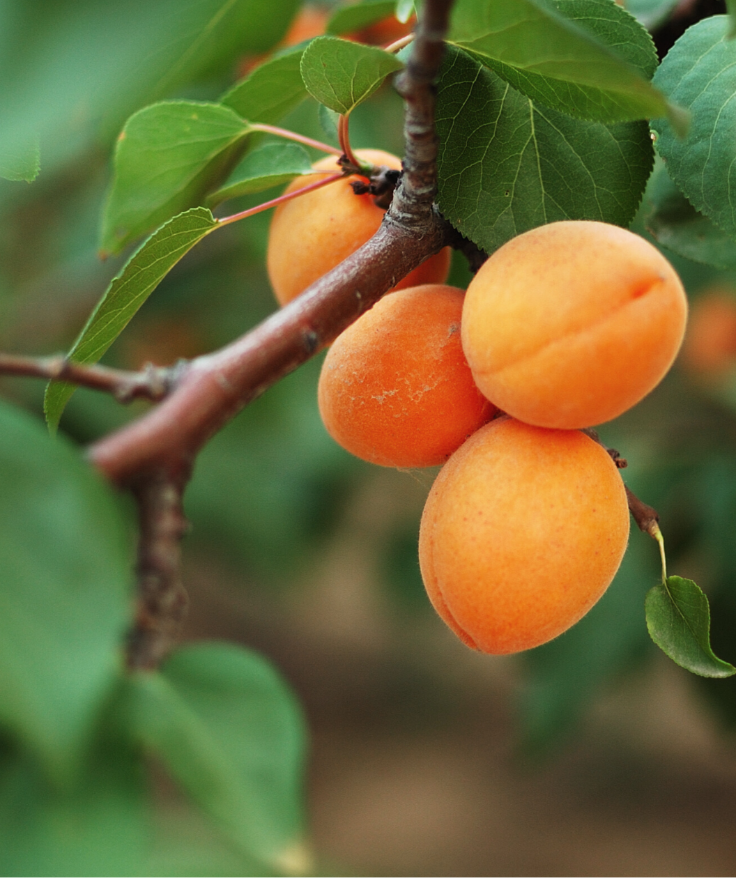Moorpark Apricot bright orange fruit hanging from brown branch with green leaves