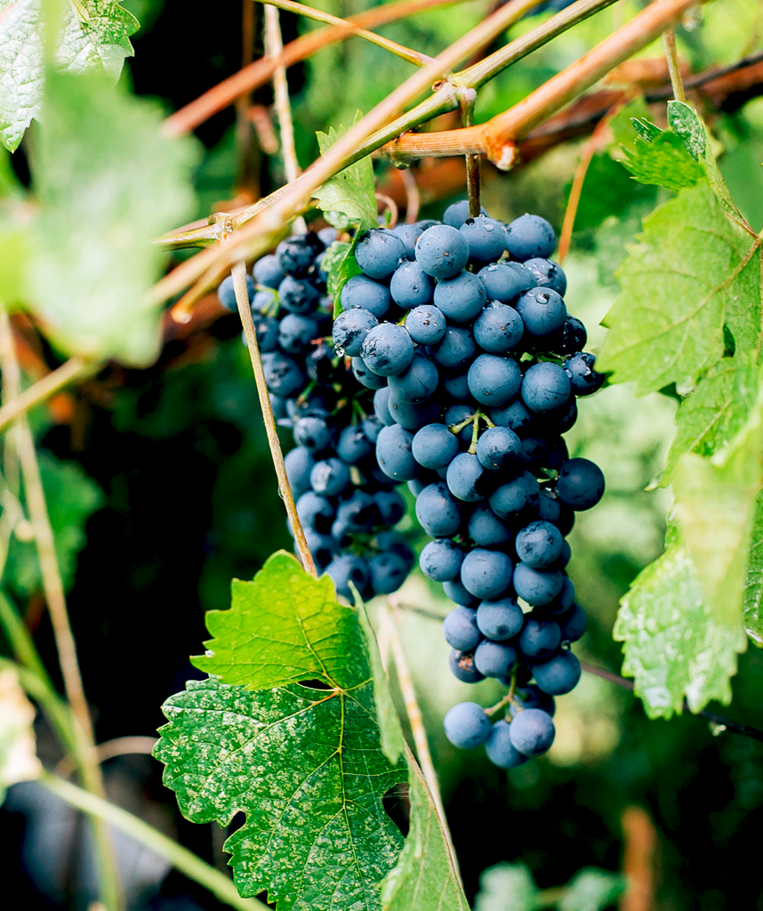 concord grape seeds planting Concord Seeded Grape – Bower & Branch
