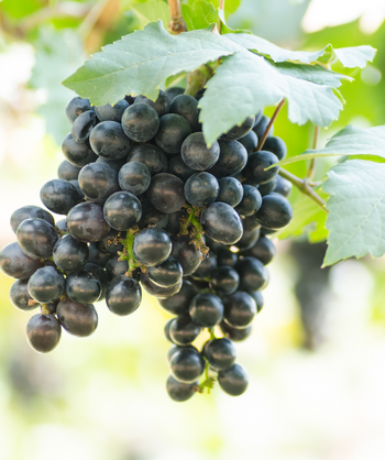 Concord Seedless Grape blue-black grape cluster ripe on vine