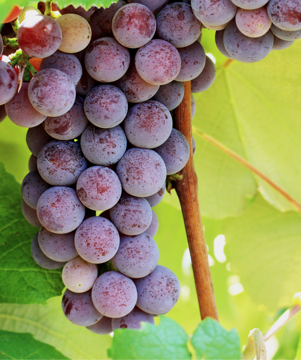 Catawba Seeded Grape closeup of rosy red-purple fruit hanging from vine
