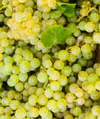 Niagara Seeded Grape closeup of green fuit