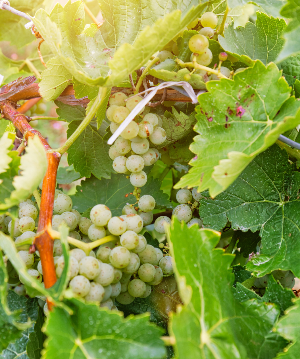 Niagara Seeded Grape green fruit nestled in dark green foliage