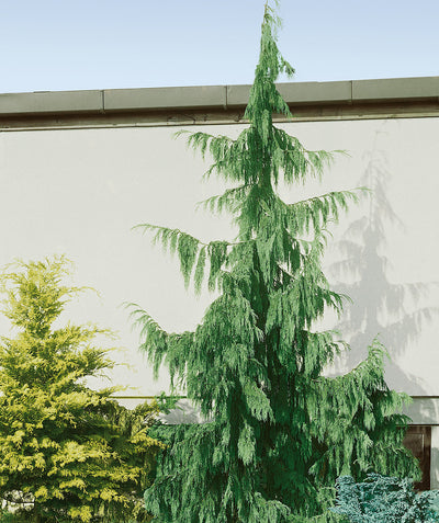 Jubilee Alaskan Cedar planted in a landscape, blue green colored evergreen foliage growing on weeping branches