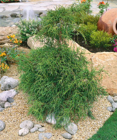 Contorted Hinoki Cypress planted in a landscape, twisting branching with twisting foliage