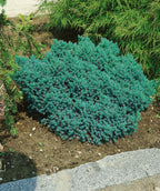 Blue Star Juniper planted in a landscape, roundish growing shrub with short needles that are blue-green in color