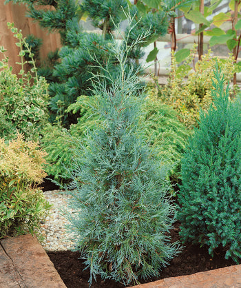 Rocky Mountain Juniper planted in a landscape, mostly upright branching with thin blue-green evergreen foliage