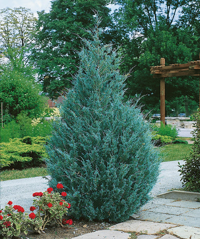 Wichita Blue Juniper planted in a landscape, mostly upright growing shrub with blue colored foliage