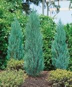 Three Blue Arrow Juniper trees planted in a landscape, the bright blue evergreen foliage shining against the green of the plants behind it