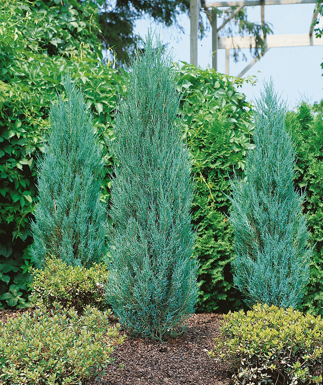 Three Blue Arrow Juniper trees planted in a landscape, the bright blue evergreen foliage shining against the green of the plants behind it
