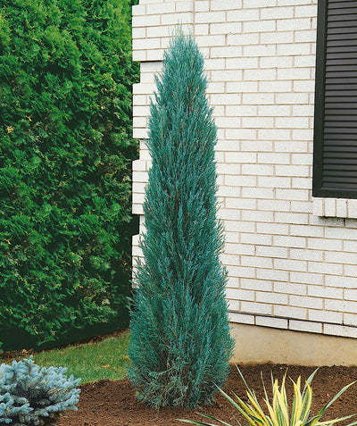A Blue Arrow Juniper planted in a landscape, the evergreen blue foliage popping against the white brick of the house behind it