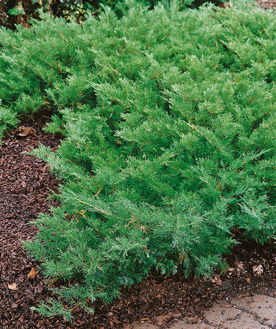 Buffalo Juniper planted in a landscape, green evergreen foliage