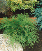 Siberian Cypress planted in a landscape, long branches of lush green evergreen foliage